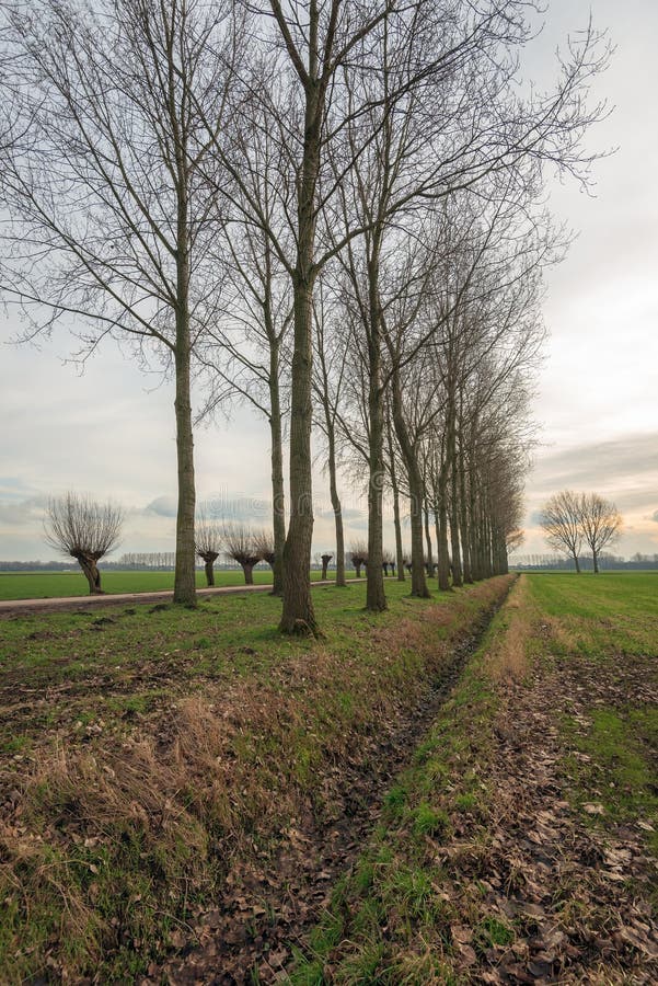 Ολλανδικό τοπίο πόλντερ με τα ψηλές δέντρα λευκών και τις ιτιές κλαδεμένων δέντρων κατά μήκος μιας εθνικής οδού